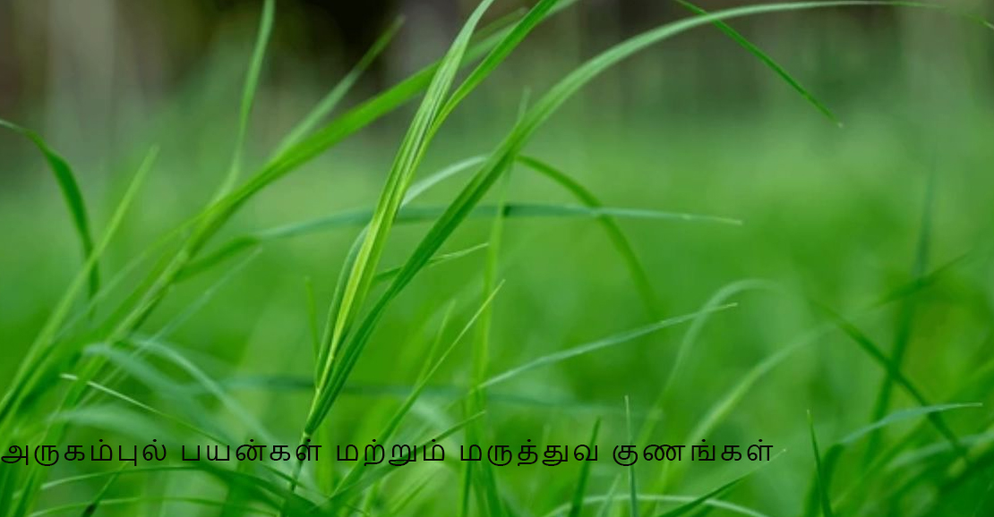 அருகம்புல் பயன்கள் மற்றும் மருத்துவ குணங்கள்