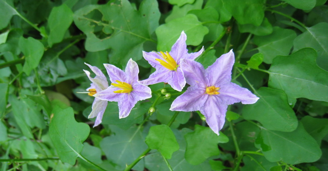 தூதுவளை நன்மைகள்: சளி, இருமல், ஆஸ்துமா மற்றும் பசின்மைக்கு இயற்கை மருத்துவ மூலிகை