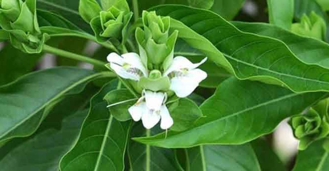 ஆடாதொடை நன்மைகள்: இருமல், இளைப்பு மற்றும் சளி வெளிவராத நிலைக்கு அற்புதமான மூலிகை