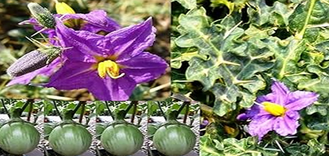 🌿 கண்டங்கத்திரி (Kantankathiri)