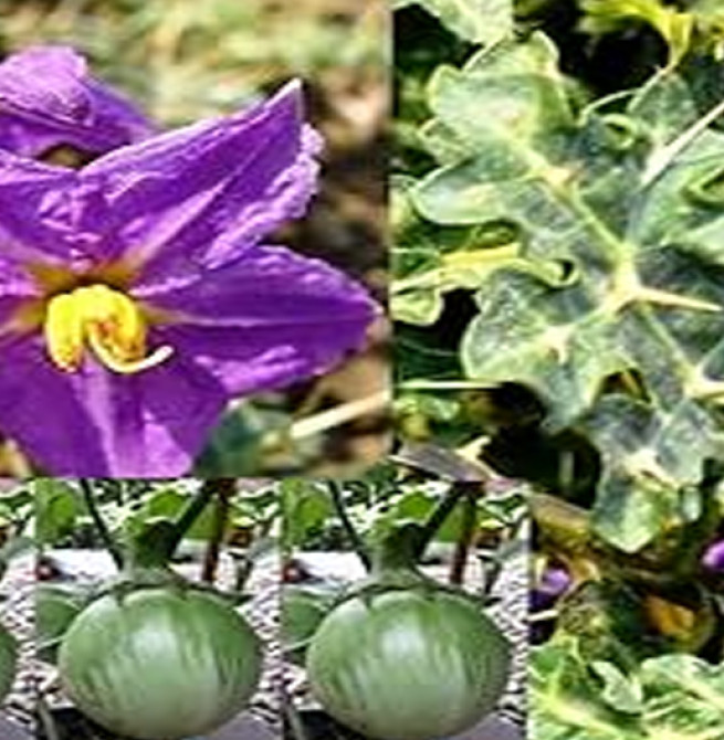 🌿 கண்டங்கத்திரி (Kantankathiri)